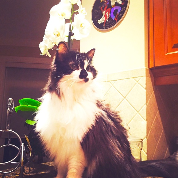 Meet your Posher, Luisa - Picture 1 of 13